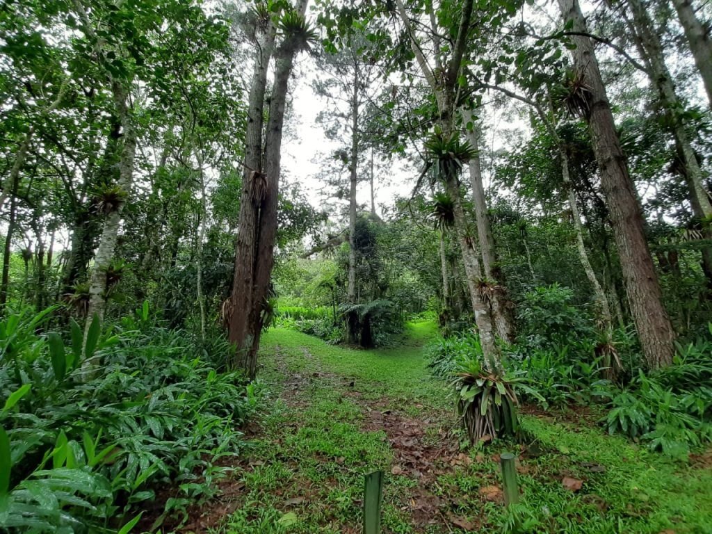 Biodiversidade: jovens de SP têm até 25 de outubro para se inscrever em intercâmbio virtual com o Japão