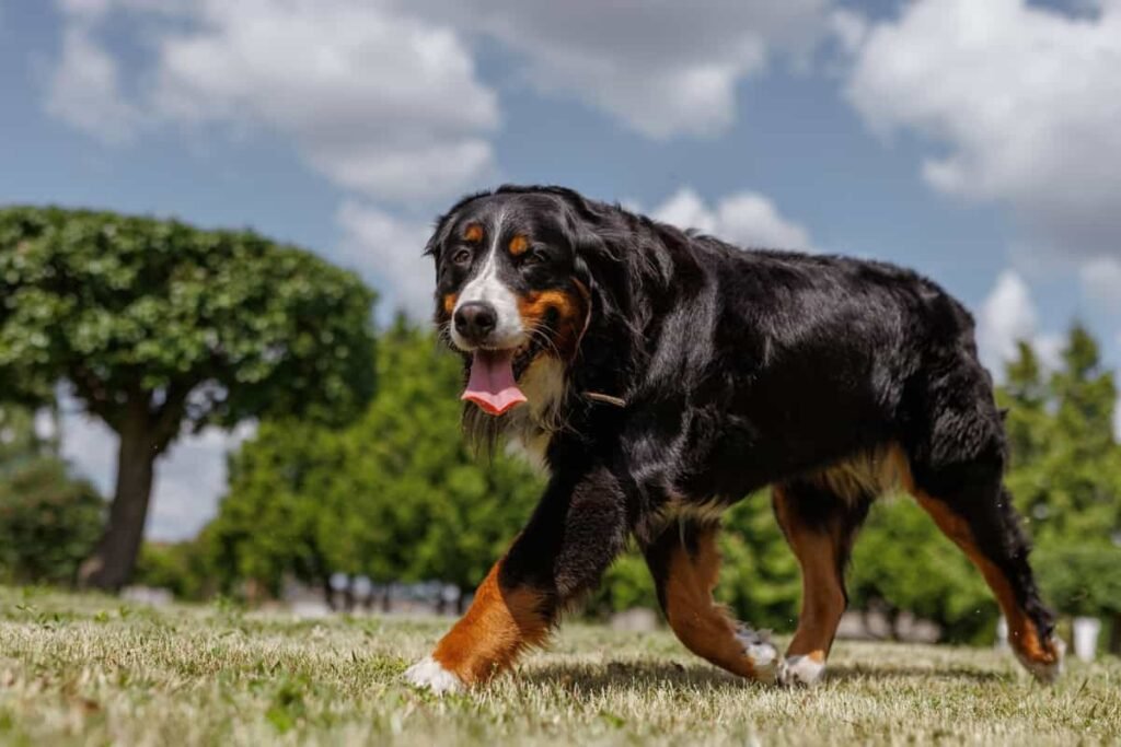belo grande cão de Montanha Bernese correndo no gramado, cão de corrida feliz