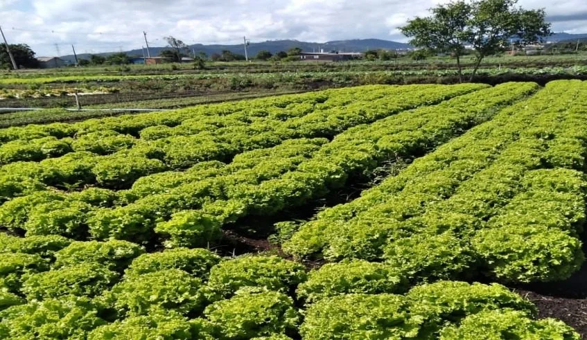 Governo de SP libera R$ 2 milhões em crédito emergencial para produtores afetados por temporais em Mogi das Cruzes