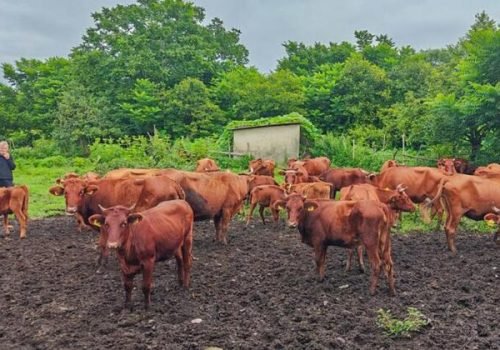 © FAO/Giorgi Zhvania
                          A FAO ajuda a Geórgia a proteger raças nativas de gado através da inseminação artificial.