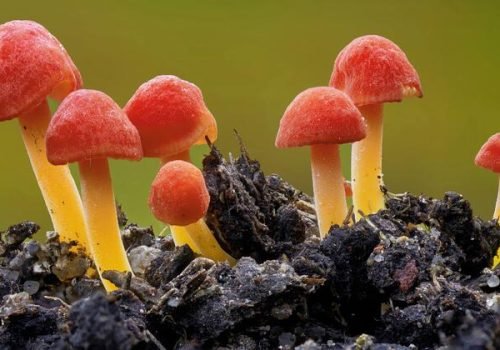 Petra+Werner Eimann Kaarst Alemanha
                          Os fungos desempenham um papel essencial na preservação da biodiversidade