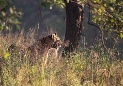 © Gregoire Dubois
                          Tigres-de-bengala, Parque Nacional de Tadoba, Índia