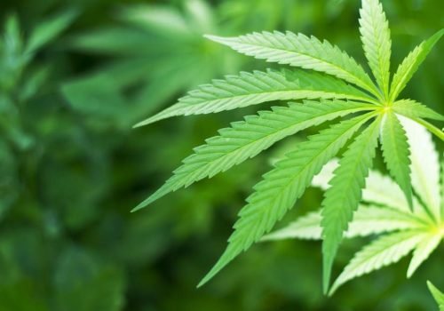 Espera-se que o Turismo de cannabis se torne um importante gerador de receita em mercados legalizados