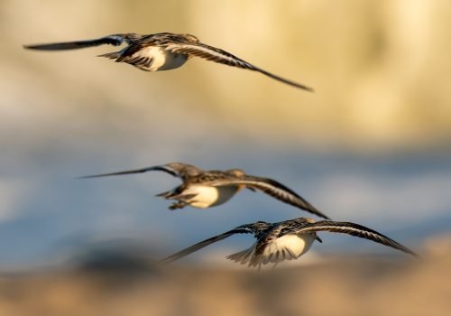 Cruzar rápido grandes distâncias no oceano bagunça relógio biológico de aves - Imagem: V Leigh Photography/Shutterstock