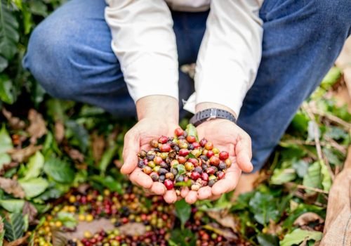 Café que conta história: 10 curiosidades sobre a produção paulista