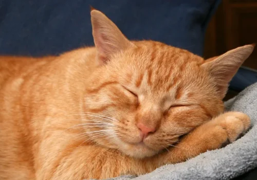 Gatos com problemas gastrointestinais crônicos podem se beneficiar de dieta específica, mostra estudo