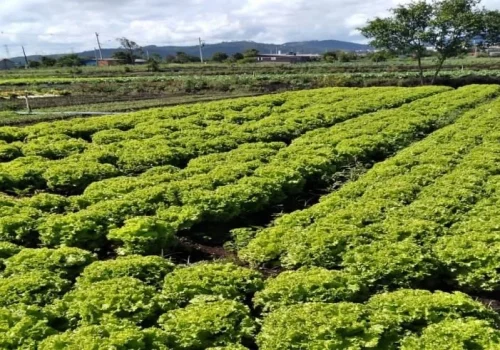 Governo de SP libera R$ 2 milhões em crédito emergencial para produtores afetados por temporais em Mogi das Cruzes